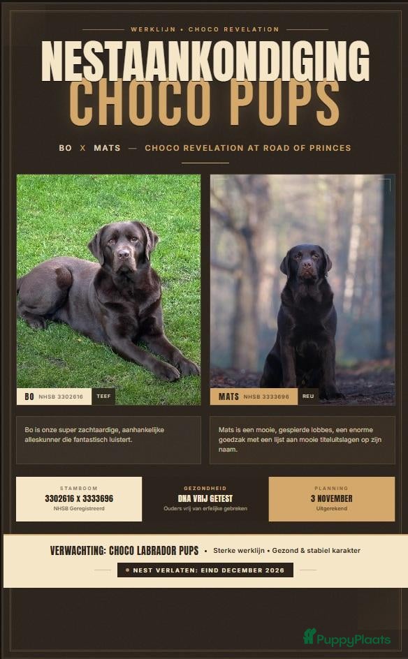 Labrador Retriever honden Nestaankondiging choco Labrador pups - Advertentie 1