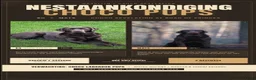 Labrador Retriever honden te koop: Nestaankondiging choco Labrador pups - Advertentie 1