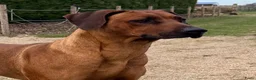 Rhodesian Ridgeback honden te koop: Rhodesian ridgeback pups verwacht eind juli in Eede - Advertentie 8