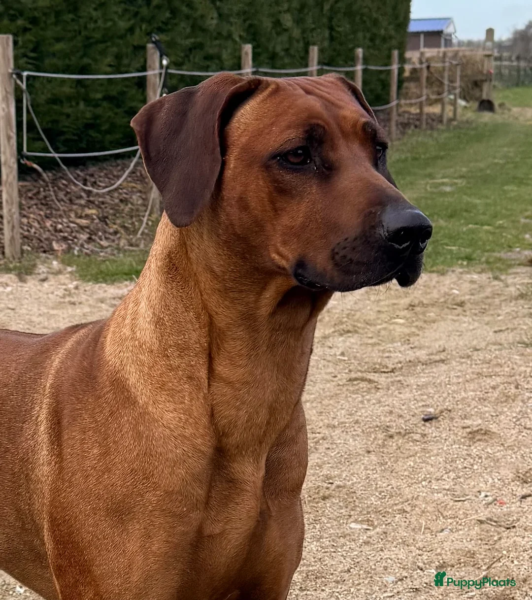 Rhodesian Ridgeback honden te koop: Rhodesian ridgeback pups verwacht eind juli in Eede - Advertentie 8
