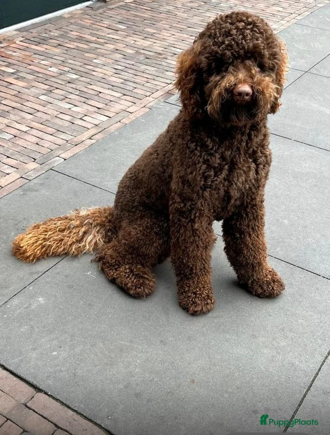 Labradoodle honden te koop: Prachtige multigen Labradoodle medium pups - Advertentie 21