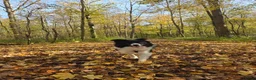 Border Collie honden ter dekking: Showline Border Collie Fenna - Advertentie 2