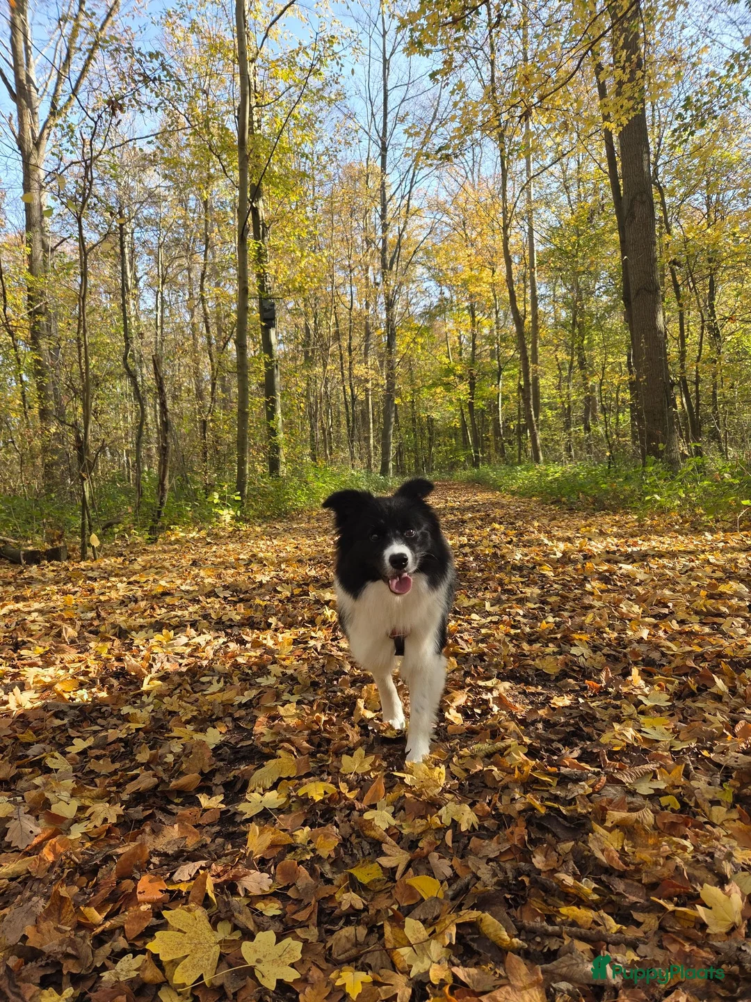 Border Collie honden ter dekking: Showline Border Collie Fenna - Advertentie 2