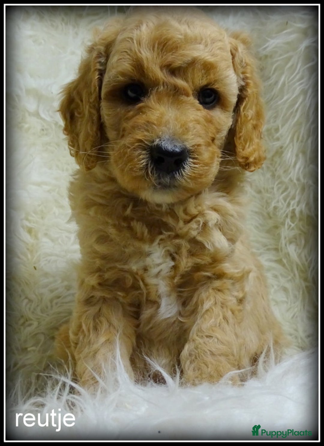Labradoodle honden te koop: Labradoodle medium pups - Advertentie 7