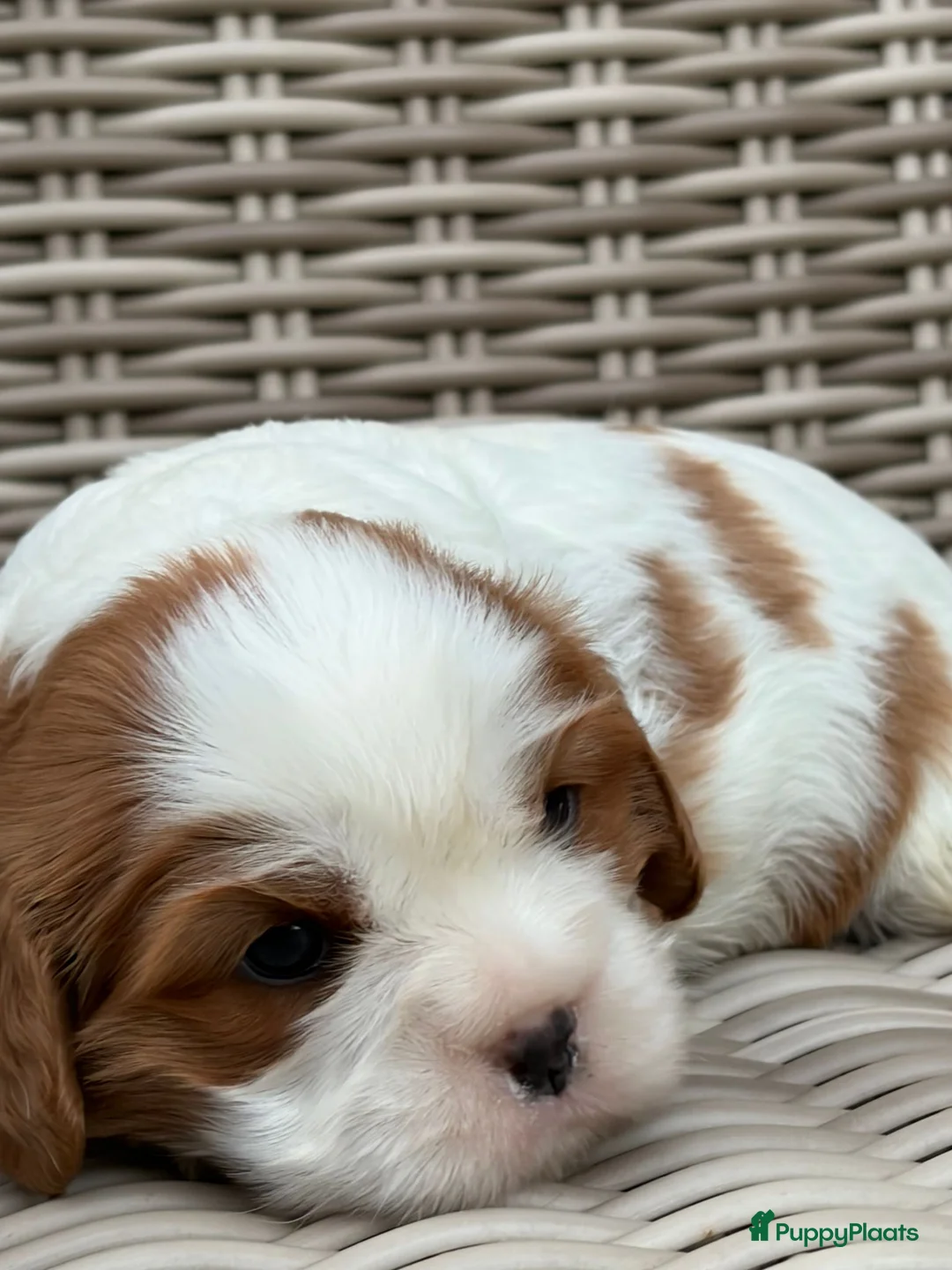Cavalier King Charles Spaniel honden te koop: Prachtige cavalier king charles spaniel pups  - Advertentie 3