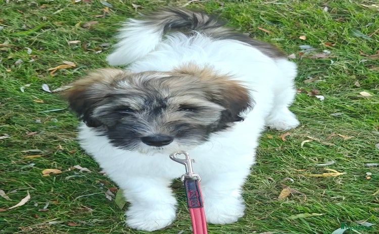Tibetaanse Terriër honden - Advertentie 1