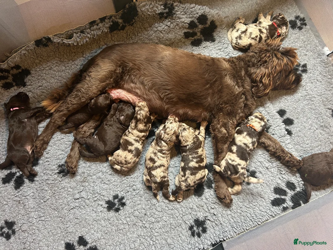 Labradoodle honden te koop: Prachtige medium labradoodle pups - Advertentie 13