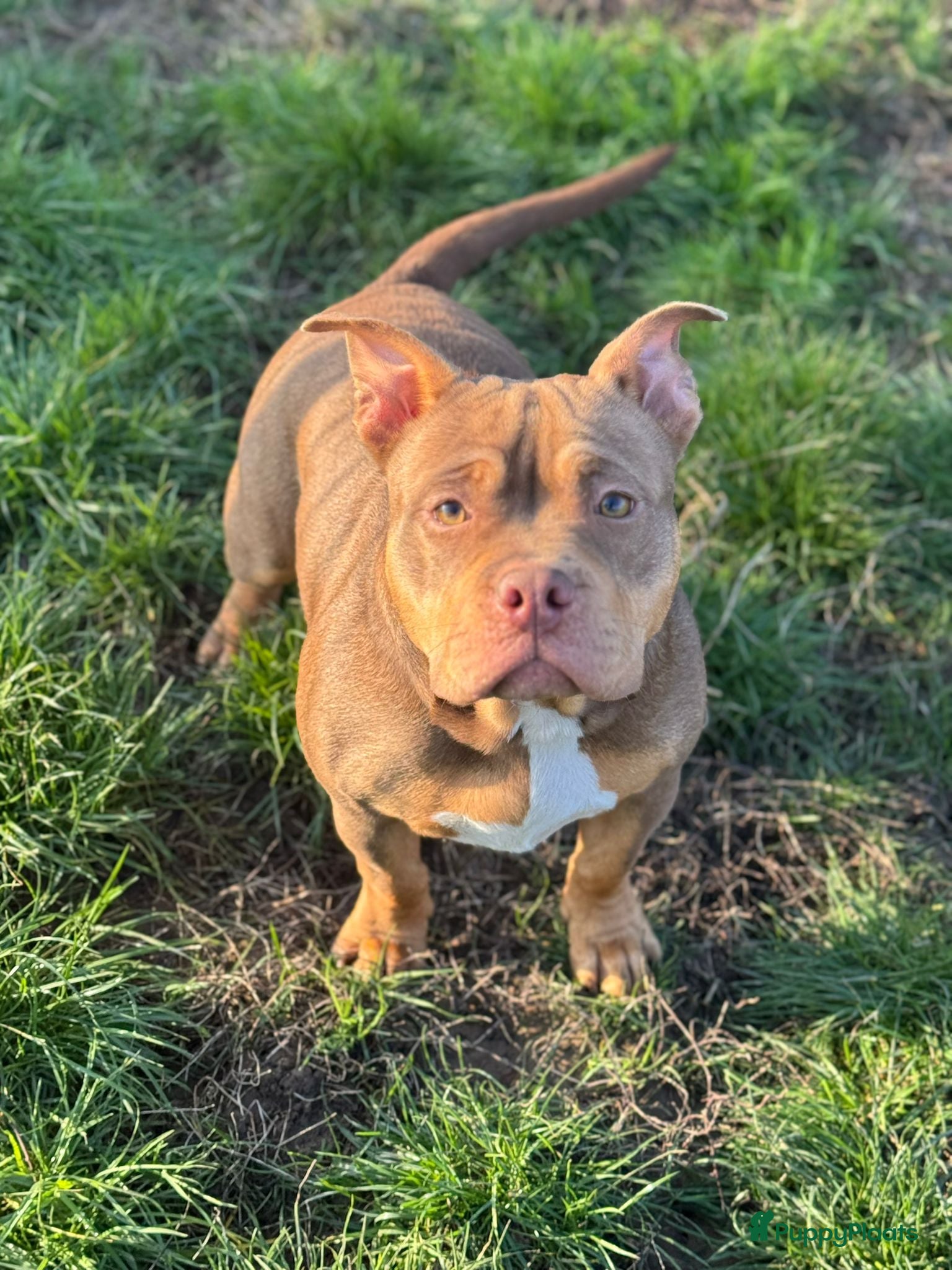 Amerikaanse Bully honden American pocket bully  - Advertentie 1