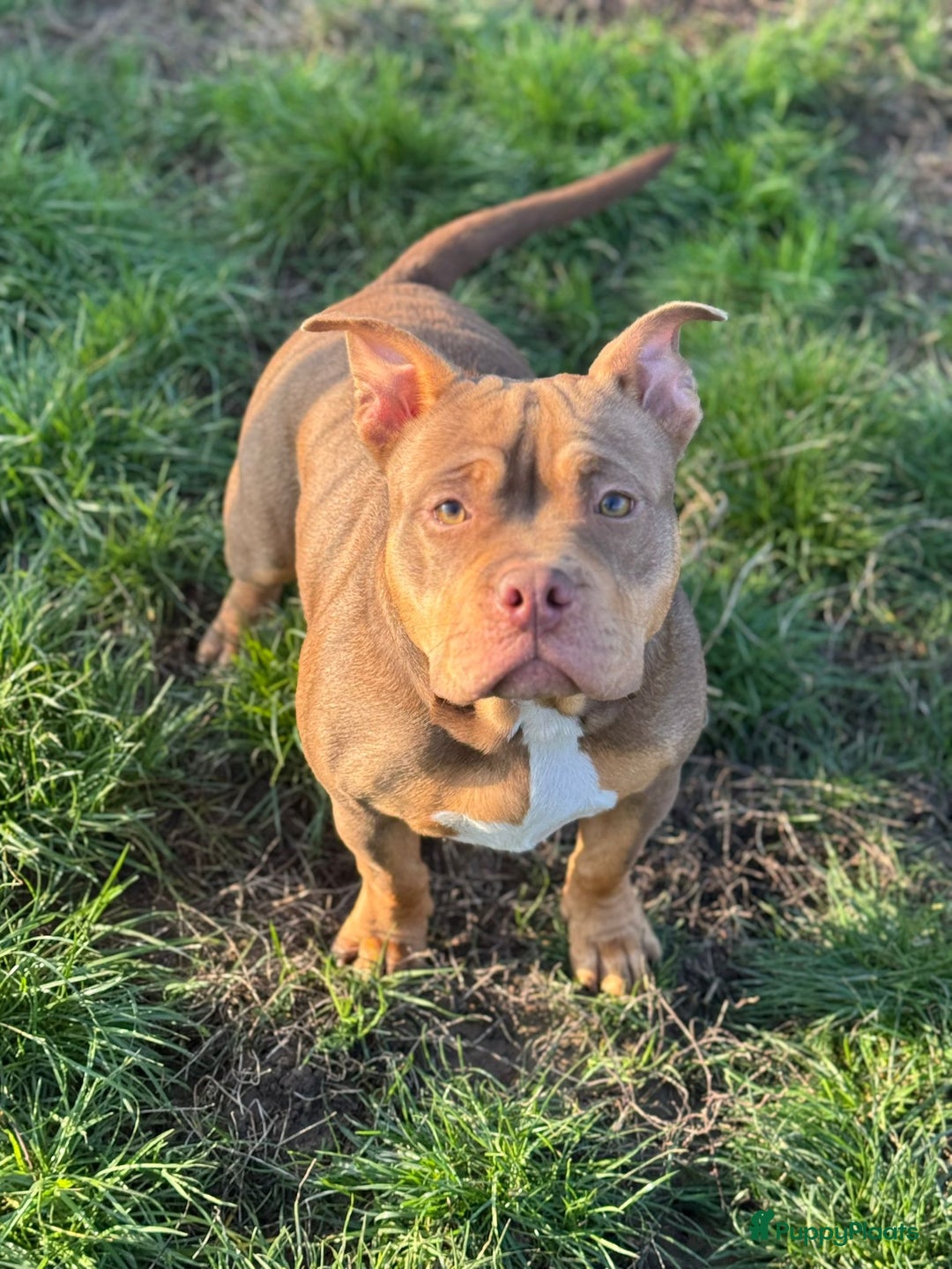 Amerikaanse Bully honden ter adoptie: American pocket bully  - Advertentie 1