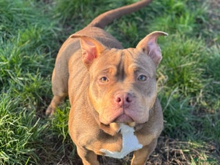 Amerikaanse Bully honden American pocket bully - Advertentie 2