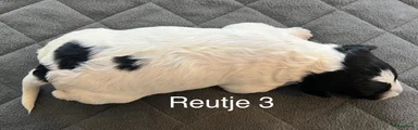 Friese Stabij Puppy 3