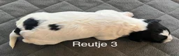 Friese Stabij honden te koop: Prachtige Friese Stabij pups in Rottevalle - Advertentie 9