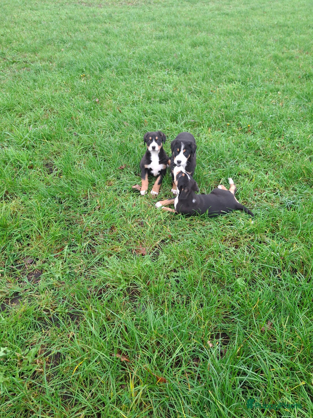 Grote Zwitserse Sennenhond honden te koop: Grote zwitserse sennen pups - Advertentie 6