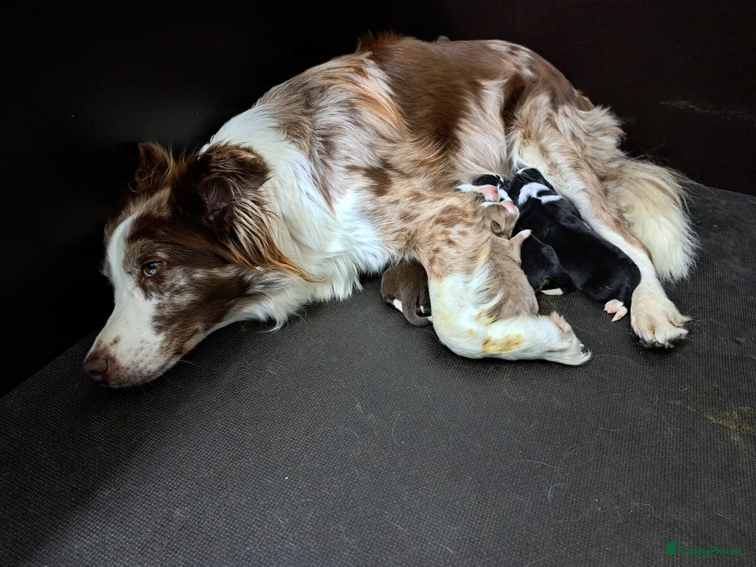 Border Collie honden te koop: Border collie pups - Advertentie 2