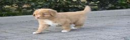 Nova Scotia Duck Tolling Retriever honden te koop: Nova Scotia Duck Tolling Retriever pups # Toller - Advertentie 15