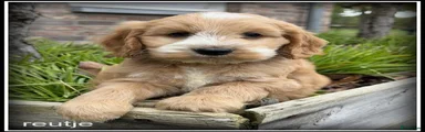 Cockapoo 1