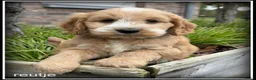 Cockapoo honden te koop: Cockapoo pups - Advertentie 7