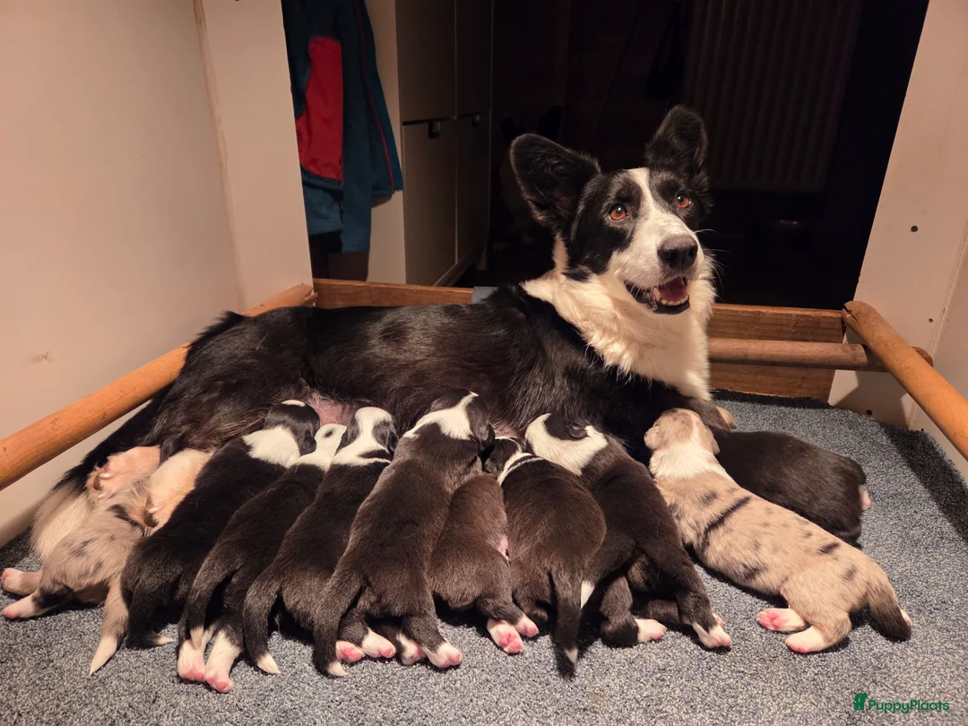 Welsh Corgi Cardigan honden te koop: Welsh Corgi Cardigan pups Blue Merle en Tricolor  - Advertentie 2
