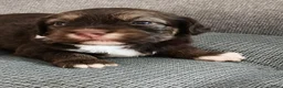 Havanezer honden te koop:  havanezerpups van geteste ouders met fci stamboom - Advertentie 4