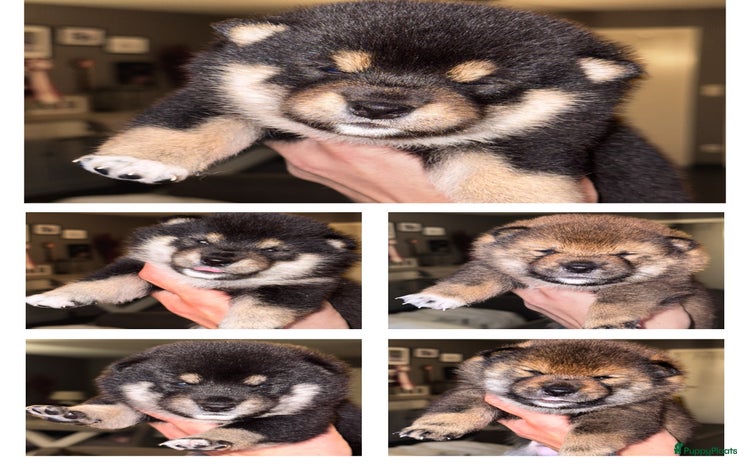 Shiba honden - Advertentie 2