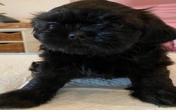 Shih Tzu honden te koop: Shih Tzu puppy's België - Afbeelding 2