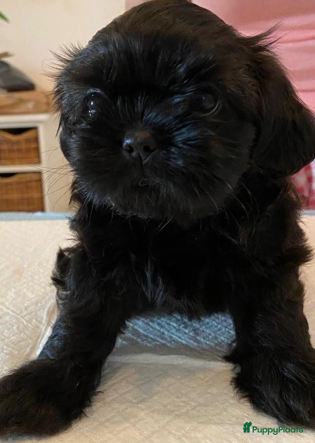 Shih Tzu honden te koop: Raszuivere Shih Tzu puppy's België - Afbeelding 12