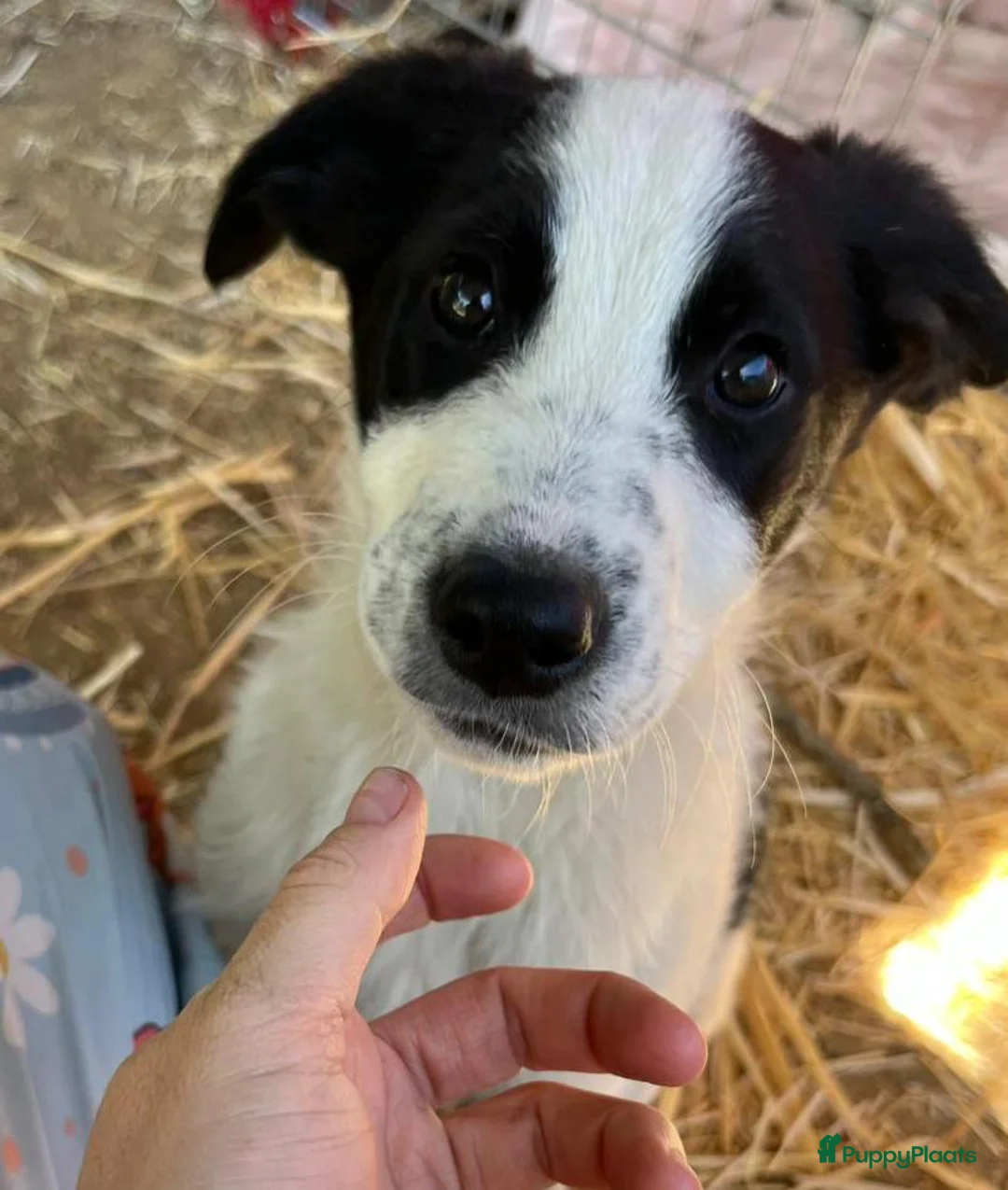 Kruising honden ter adoptie: Dillon  zoekt een gouden mandje een schatje - Advertentie 1