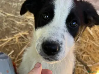 Kruising honden Dillon zoekt een gouden mandje een schatje - Advertentie 2