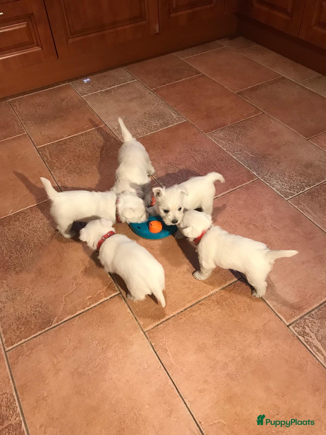 West Highland White Terriër honden te koop: TE KOOP PRACHTIGE WEST HIGHLAND WHITE TERRIËR PUPS - Advertentie 9