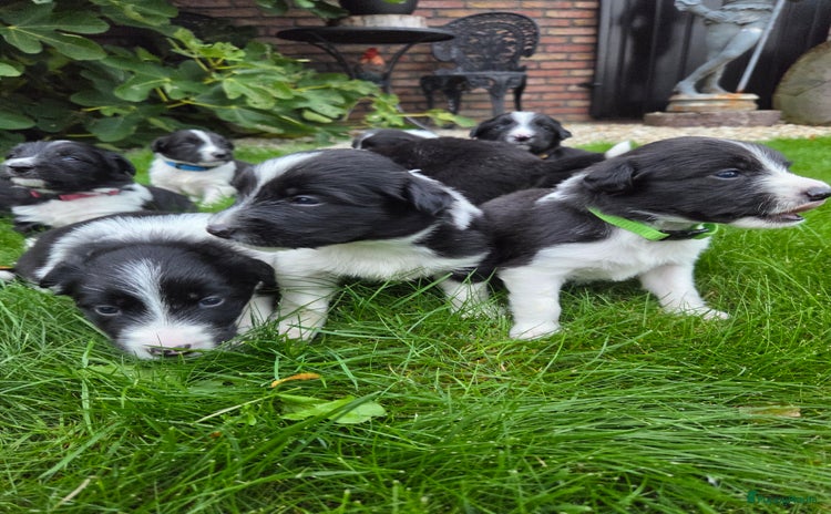 Kruising honden - Advertentie 9