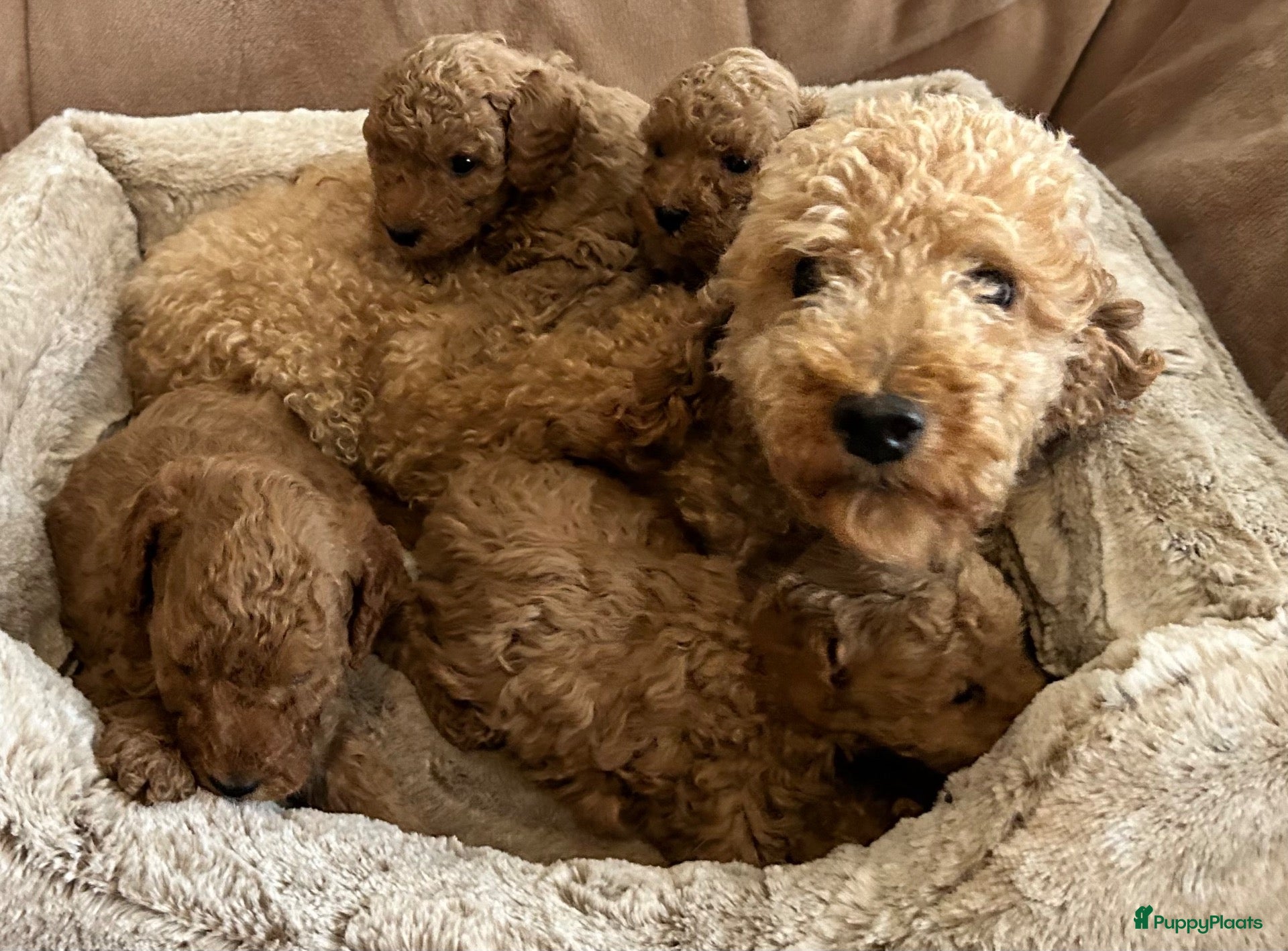Kruising honden Lieve rustige poedel X dwerg mini toy - Advertentie 4