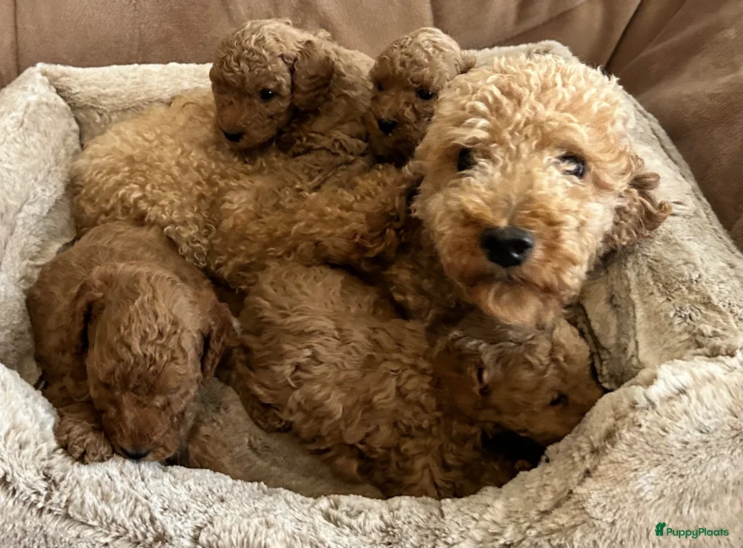 Kruising honden te koop: Lieve rustige poedel X dwerg mini toy - Advertentie 1