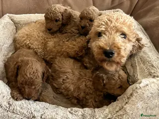 Kruising honden Lieve rustige poedel X dwerg mini toy - Advertentie 4