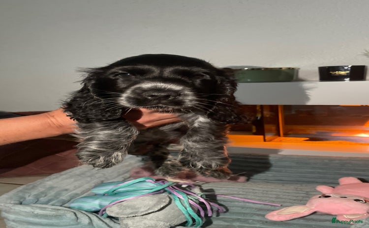 Engelse Cocker Spaniel honden - Advertentie 13