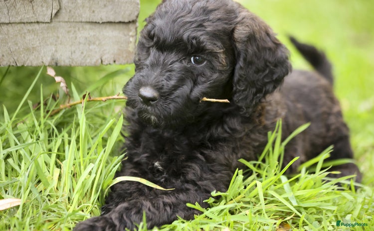 Labradoodle honden - Advertentie 3