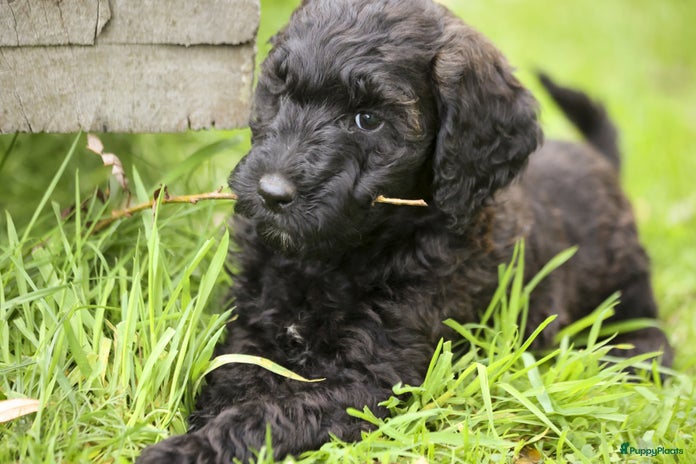Labradoodle honden - Advertentie 3