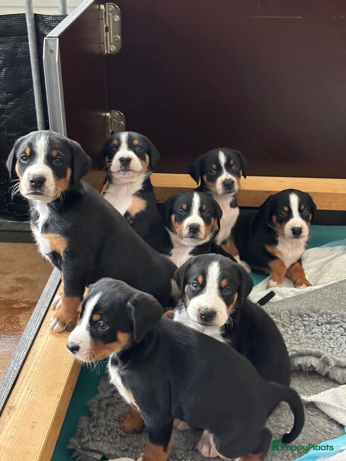 Appenzeller Sennenhond honden Appenzeller pups - Advertentie 1