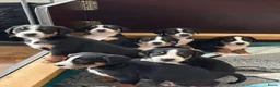 Appenzeller Sennenhond honden te koop: Appenzeller pups - Advertentie 1
