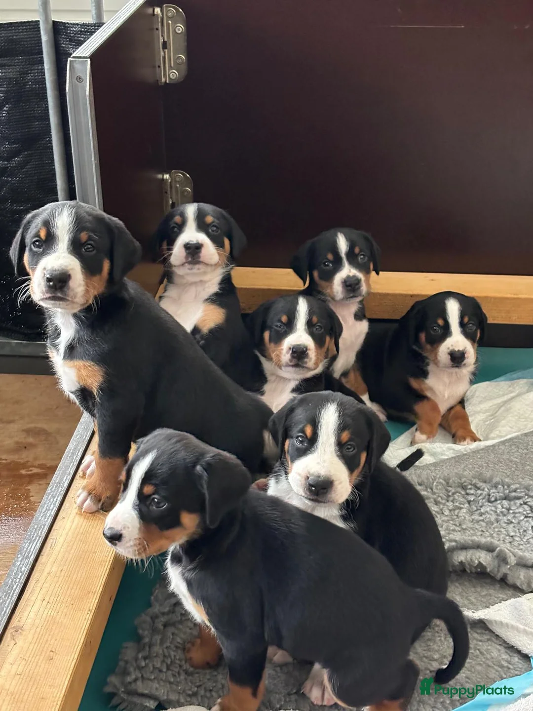 Appenzeller Sennenhond honden te koop: Appenzeller pups - Advertentie 1
