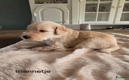Labradoodle honden te koop: Labradoodle x Australian Labradoodle  in Oosterhout - Afbeelding 11