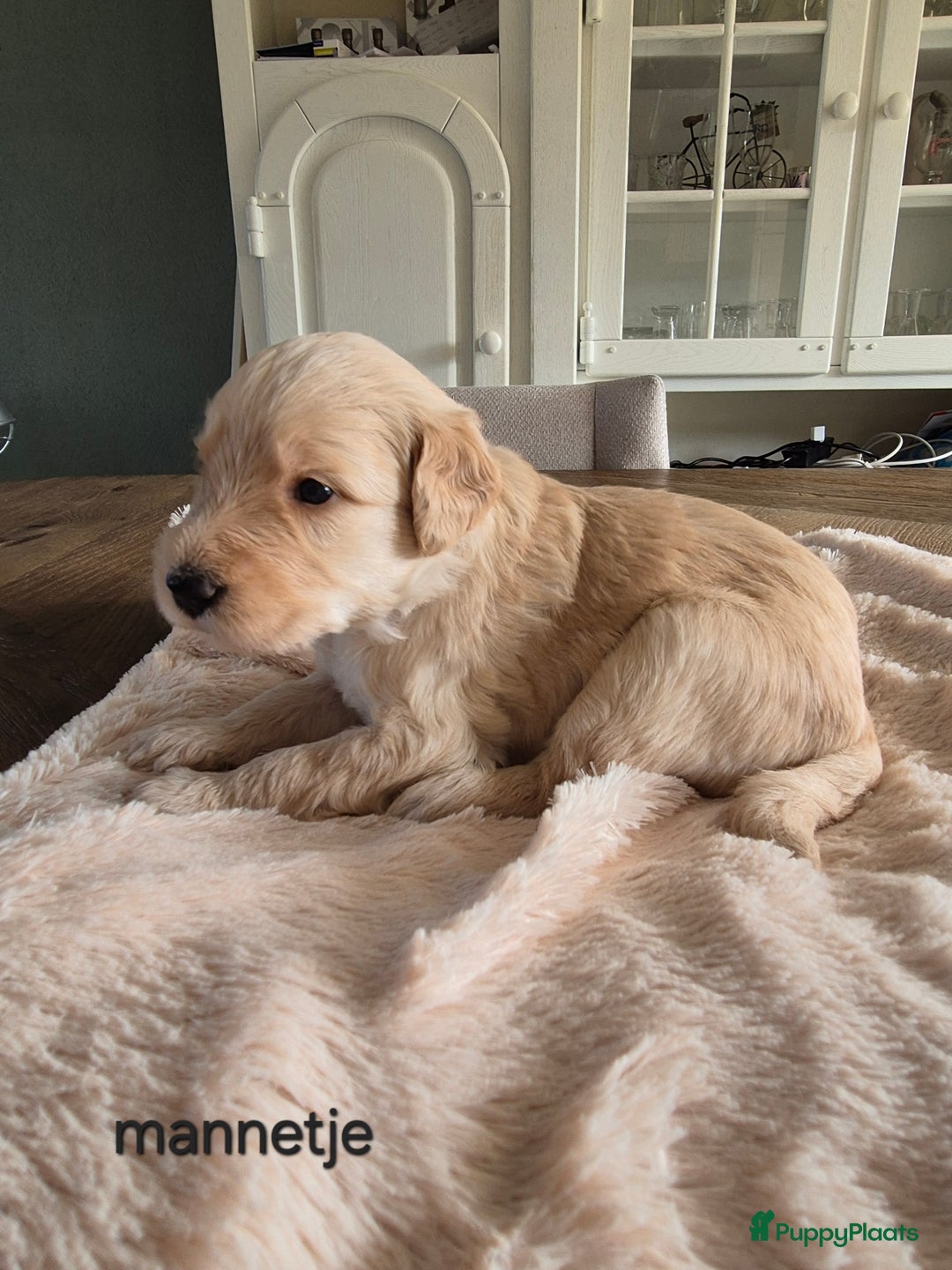 Labradoodle honden te koop: Labradoodle x Australian Labradoodle  in Oosterhout - Afbeelding 11
