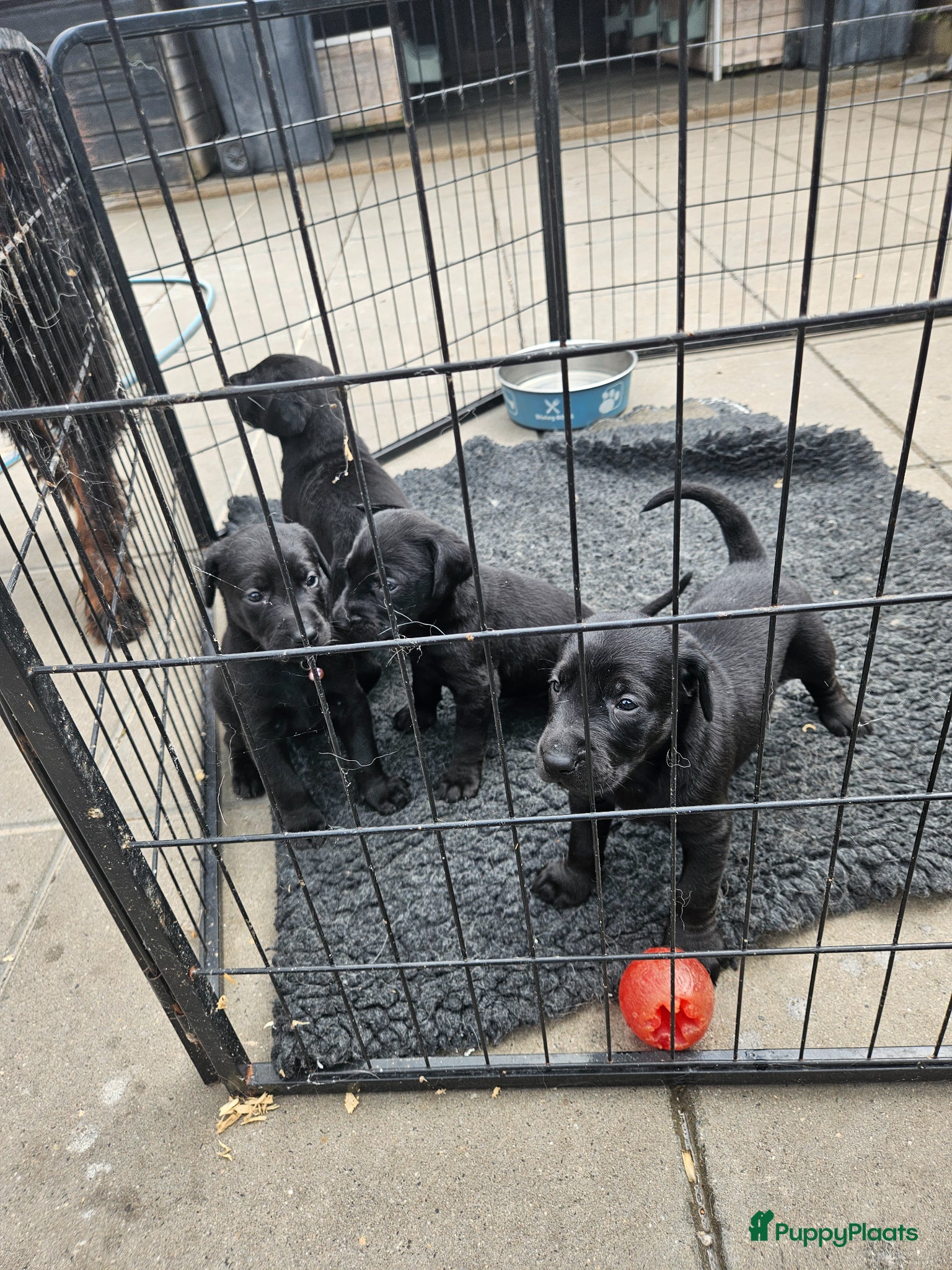 Kruising honden te koop: Te koop Doberman × pups - Advertentie 7