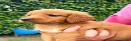 Kruising honden te koop: Lieve Irish Toller pups (Toller x Setter) - Advertentie 15