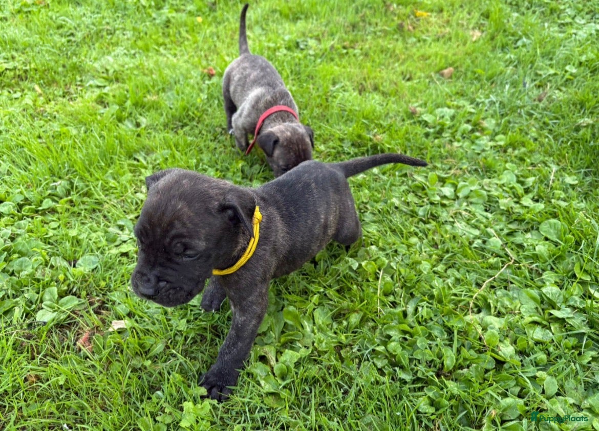 Presa Canario honden Presa canario pups teefjes FCI - Advertentie 2