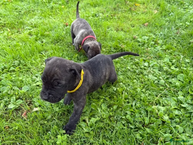 Presa Canario honden te koop: Presa canario pups teefjes FCI - Advertentie 2
