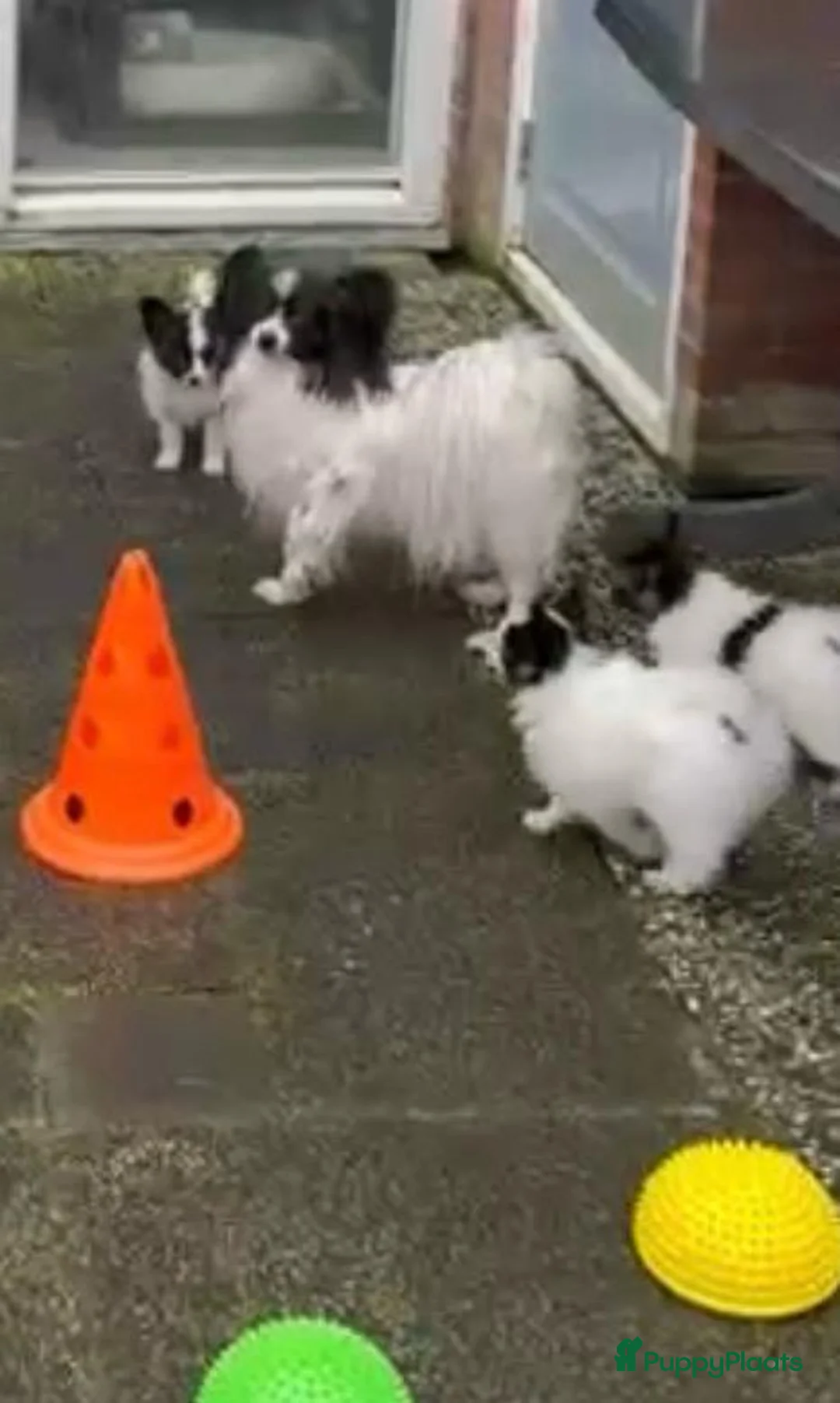 Vlinderhondje honden te koop: Papillon (vlinderhondjes) met FCI stamboom - Advertentie 13