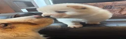 Chow Chow honden te koop: 1 teefje beschikbaar  - Advertentie 7