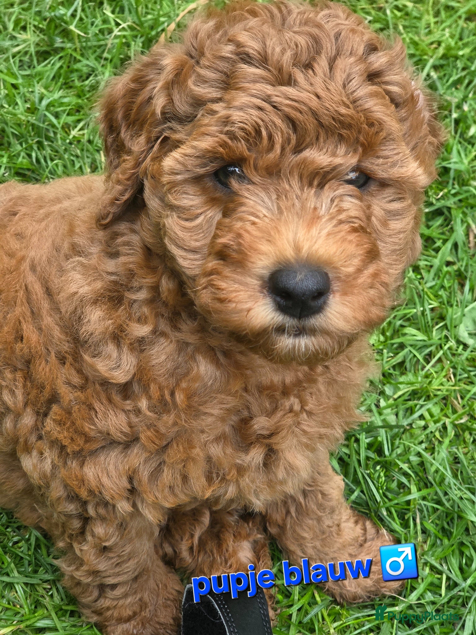 Labradoodle honden Mini labradoodles mogen verhuizen  - Advertentie 2