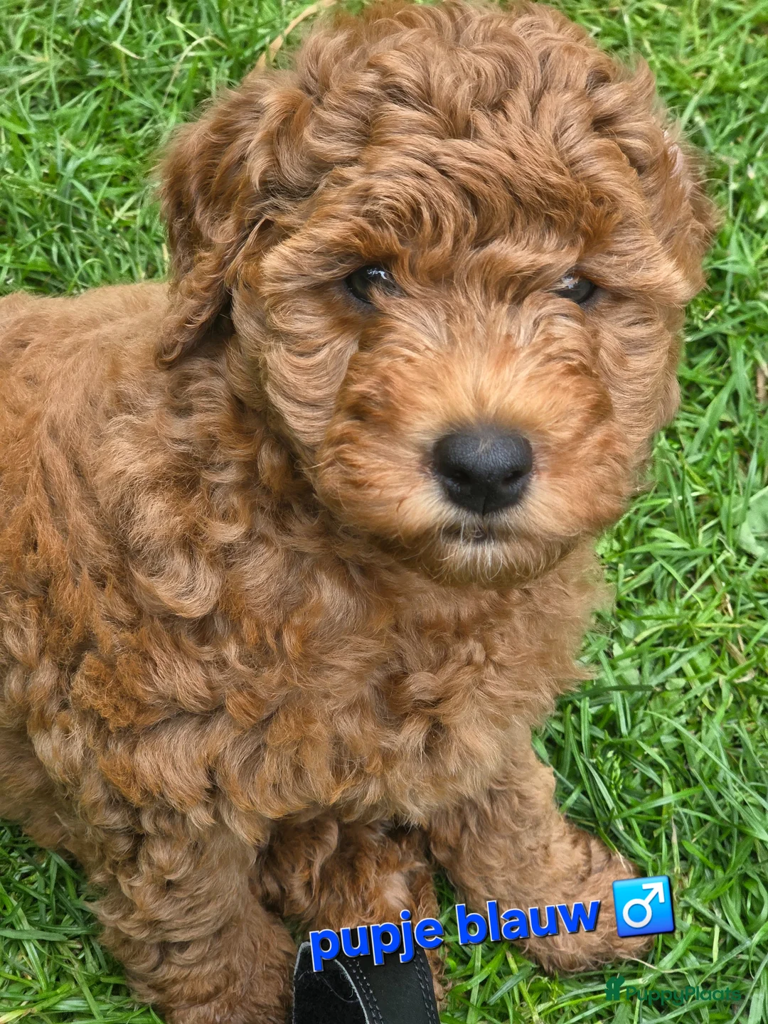 Labradoodle honden te koop: Mini labradoodles mogen verhuizen  - Advertentie 2