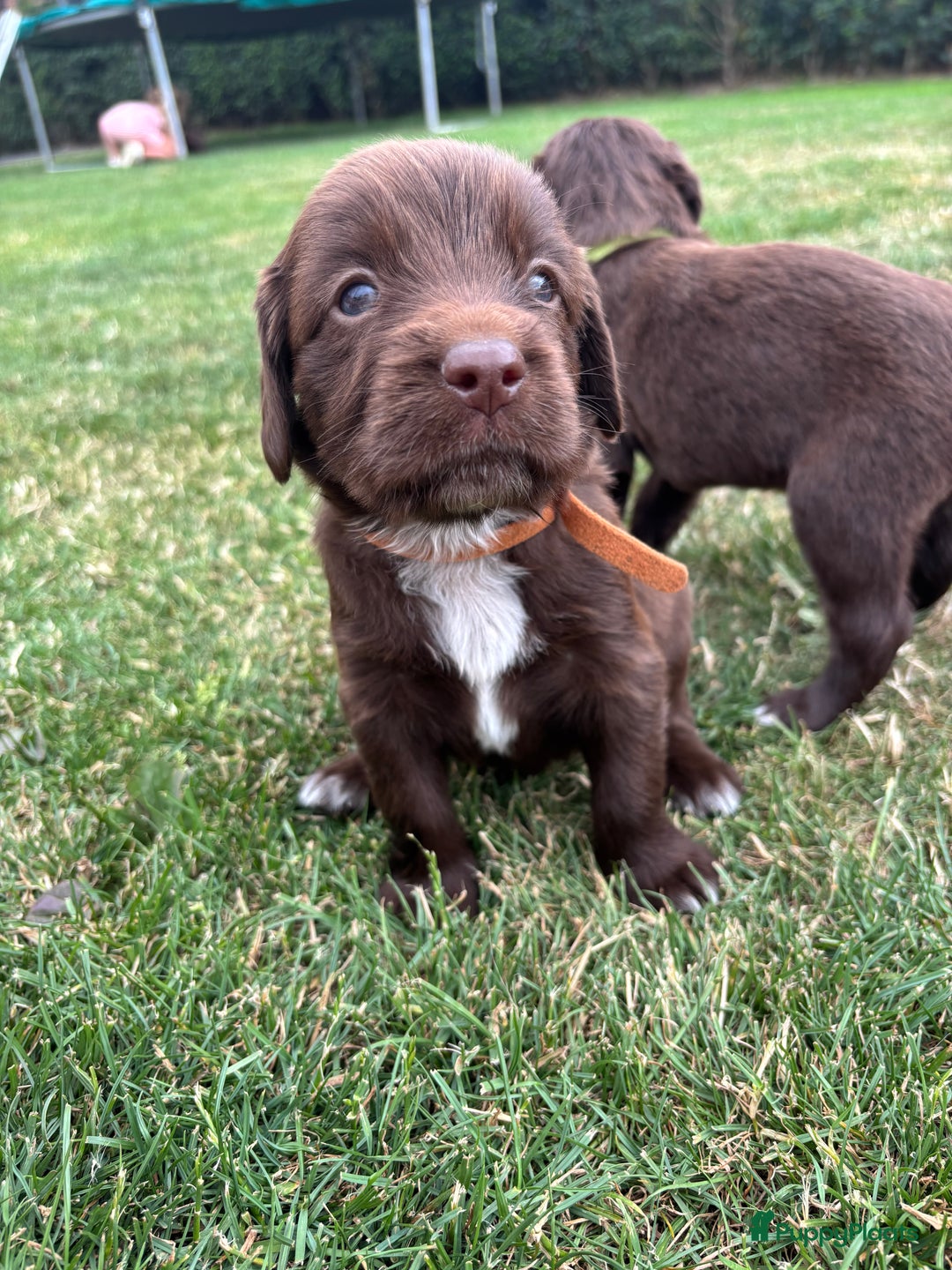 Duitse Staande Hond Langhaar honden te koop: Duitse staande langhaar pups  in Maastricht - Afbeelding 22